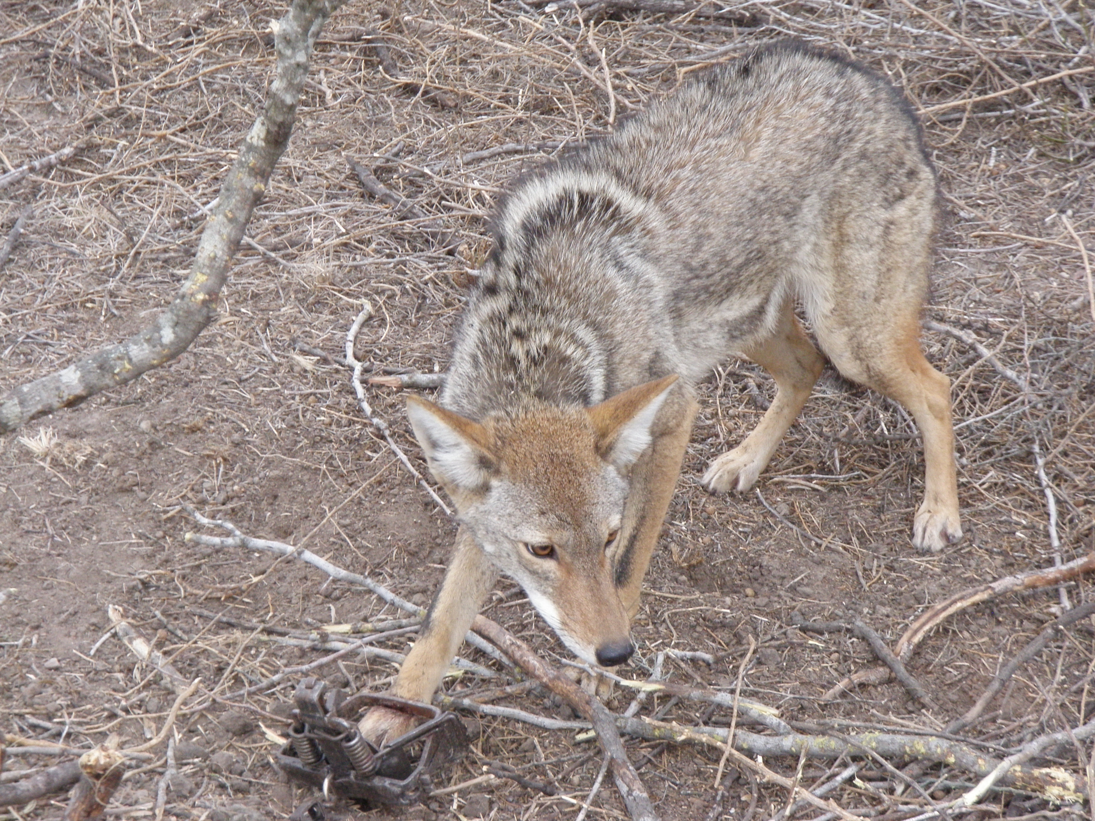 Resultado de imagem para coyote trap