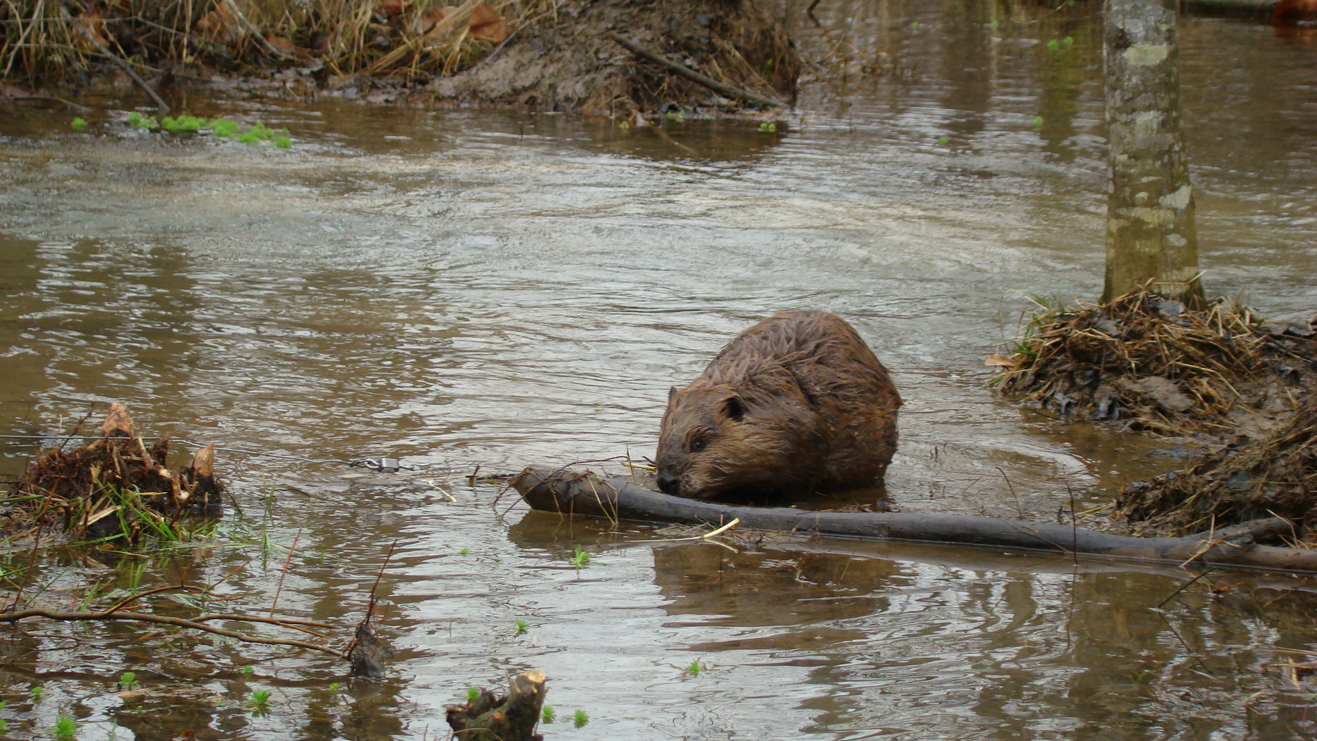 MICHIGAN FLAT TAIL - Beaver Lure – Winter Wildlife Control Bait and Lure