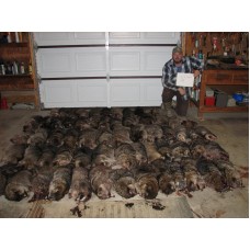 Predator Control Group's Tactical 5x5 Raccoon Trapping Video by Scott Adams for sale online 