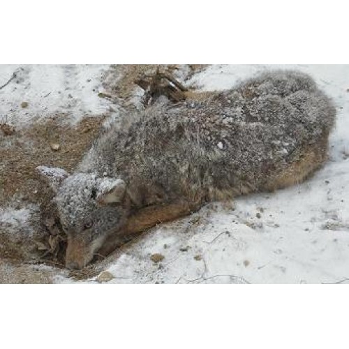 coyote claymore 2, coyote lure, bait, coyote trapping, catch, how to, best,  clint locklear, trapping podcast