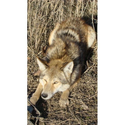 boss dog coyote lure, coyote trapping, wolf lure, coyote scent, coyote  bait, best, how to catch