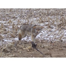 COYOTE STOP 16oz, coyote, bobcat, fox lure