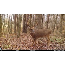 Undetected Deer Cover Scent/ Attractant 