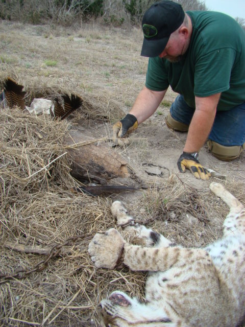 Need help baiting for Bobcat